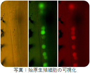 生殖工学