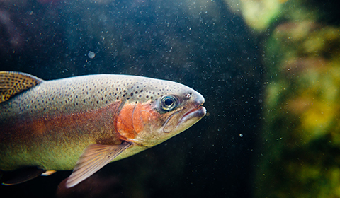 海洋生物資源学科