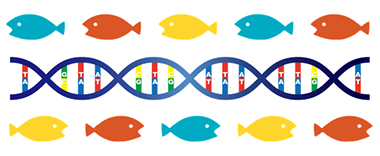 ゲノム解析による養殖魚の耐病性形質の解明