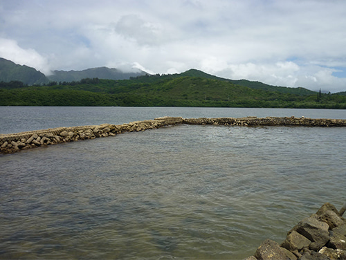 01プロジェクト-ハワイの養魚池