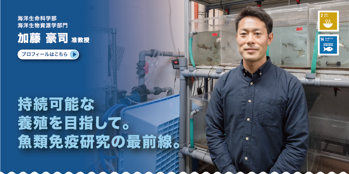 海洋生命学部　海洋生物資源学部門　加藤豪司准教授　持続可能な養殖を目指して。魚類免疫研究の最前線。
