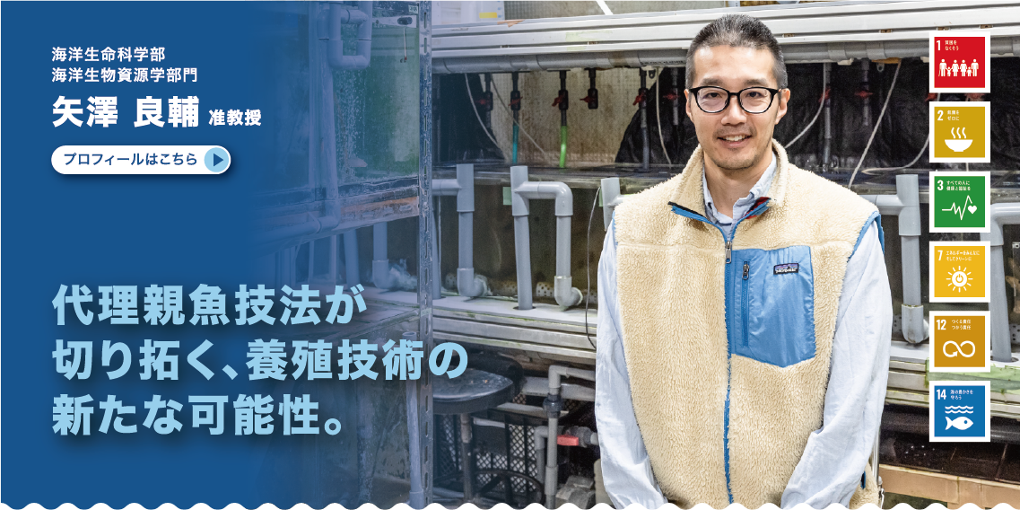 海洋生命学部　海洋生物資源学部門　矢澤良輔准教授　代理親魚技法が切り拓く、養殖技術の新たな可能性。