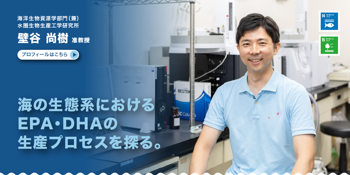 海洋生物資源学部門（兼）水圏生物生産工学研究所　壁谷尚樹准教授　海の生態系におけるEPA・DHAの生成プロセスを探る。