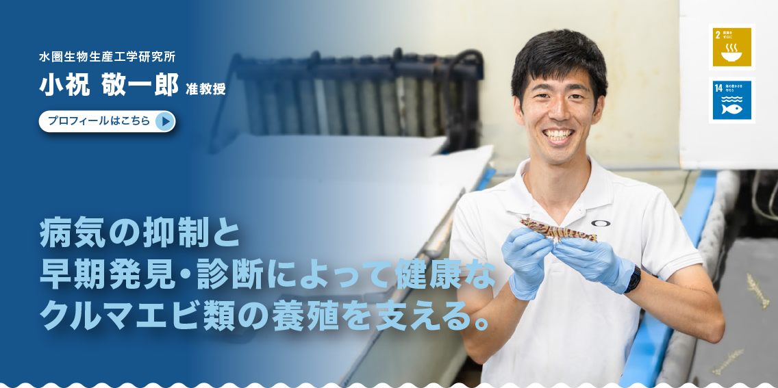水圏生物生産工学研究所　小祝敬一郎准教授　病気の抑制と早期発見・診断によって健康なクルマエビ類の養殖を支える。