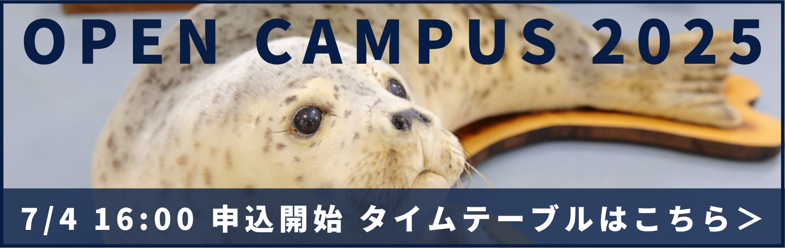 申込開始前.png