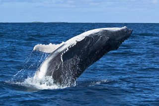 海洋生物学