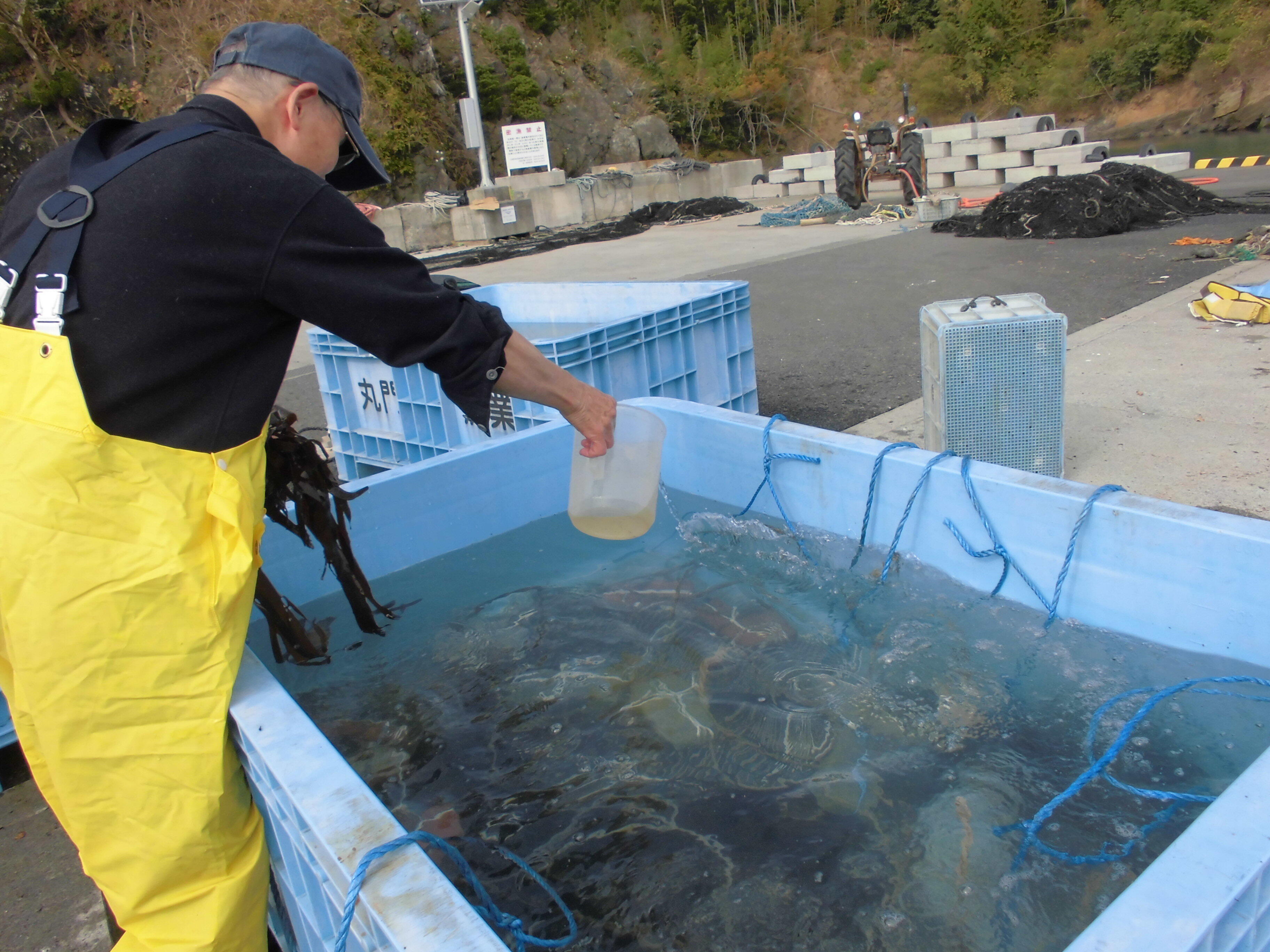 遊走子液を採苗水槽へ注入し定着を待つ